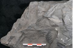 Foto (Detailansicht) von Odontopteris minor Brongniart (NHMW-GEO-2024-0188-10722)
